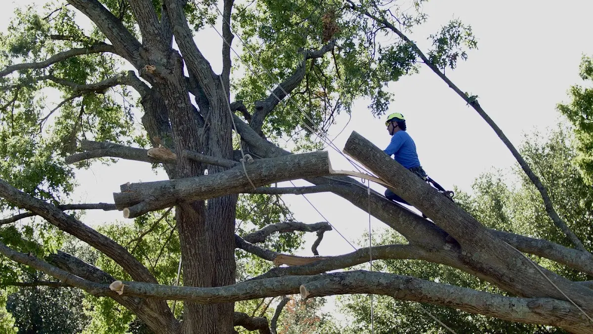 Professional Hazardous Tree Removal performed by certified arborists in Hewlett