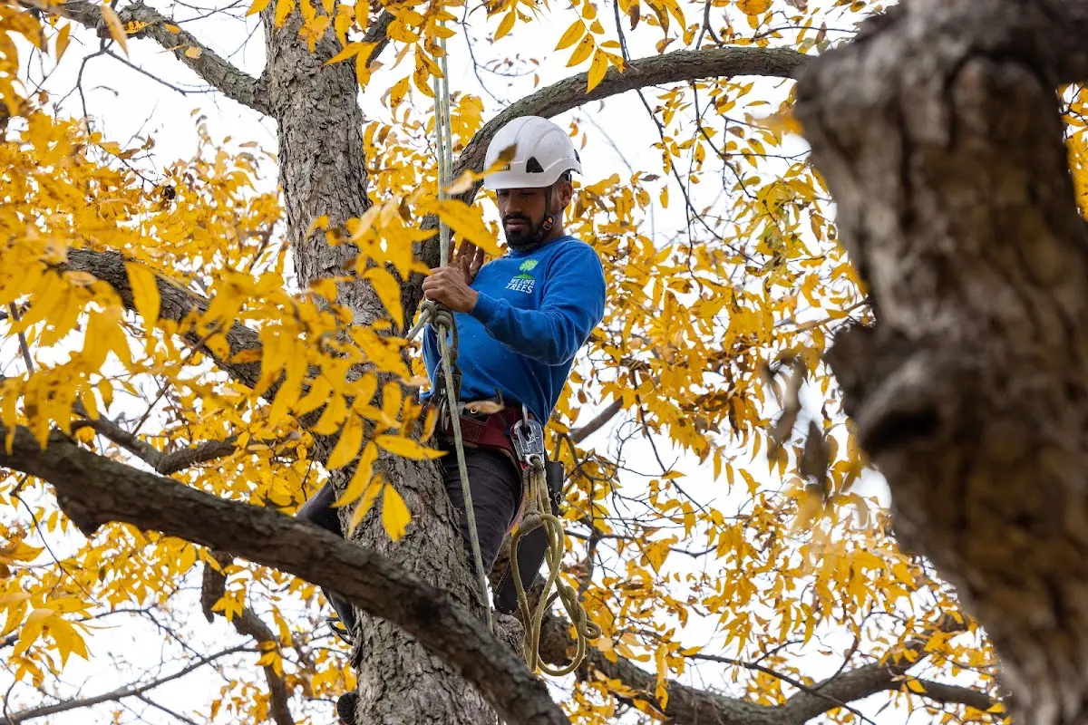 Skilled Tree Planting crew working in Hewlett